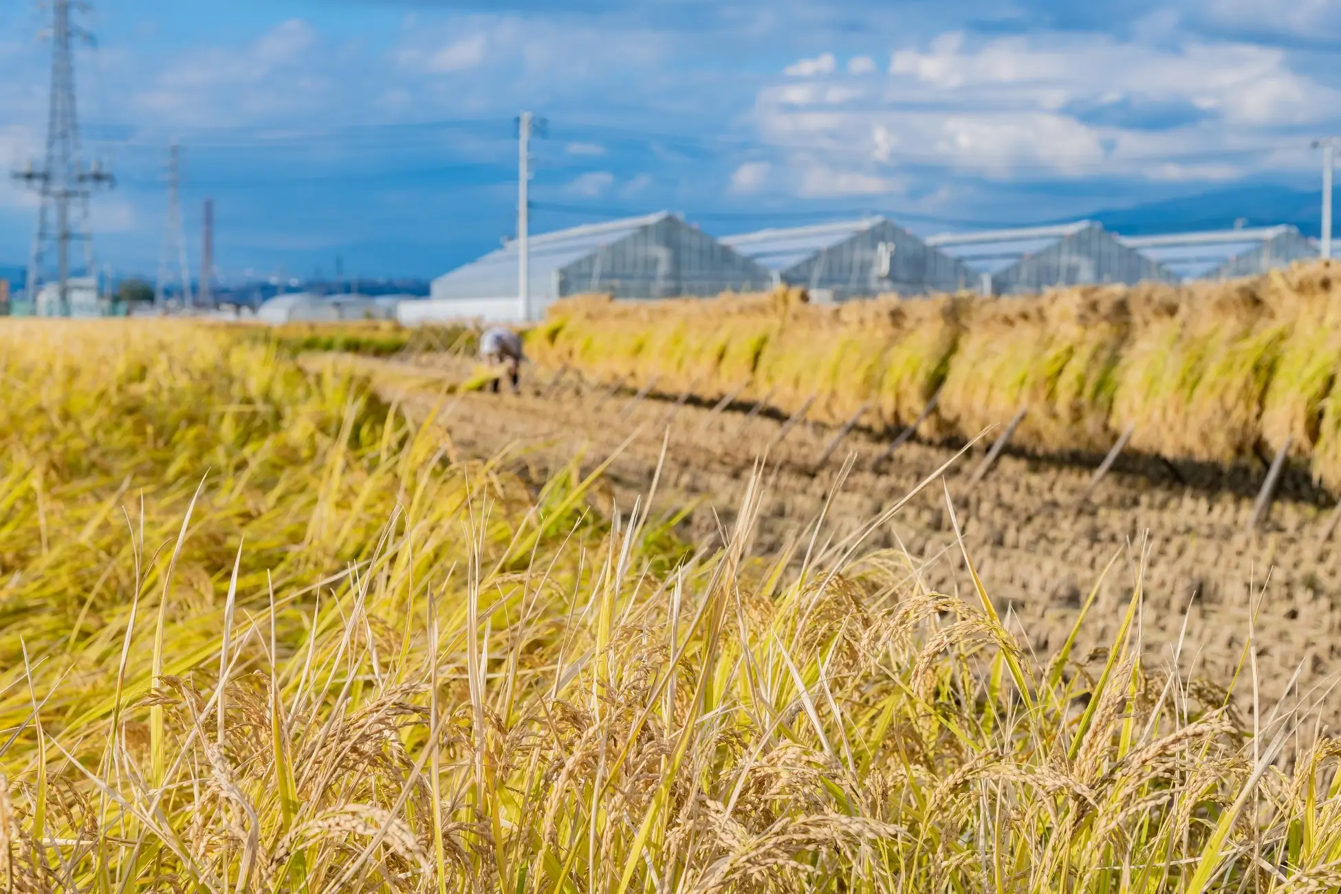 Plantação de cultura em sazonalidade agrícola.